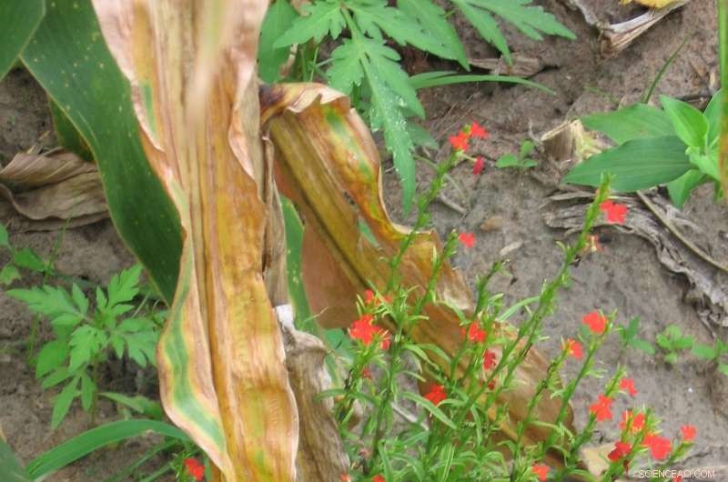 New High-Protein Corn Variety Combines Superior Yield with Striga Weed Resistance