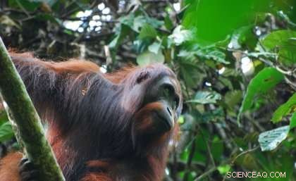 Palm Oil Certification Scheme Falls Short in Protecting Borneo s Endangered Orangutans