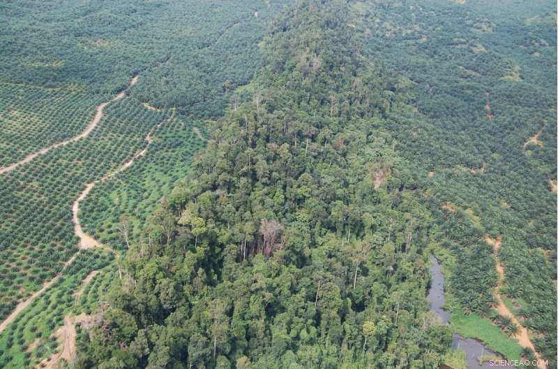 Palm Oil Certification Scheme Falls Short in Protecting Borneo s Endangered Orangutans