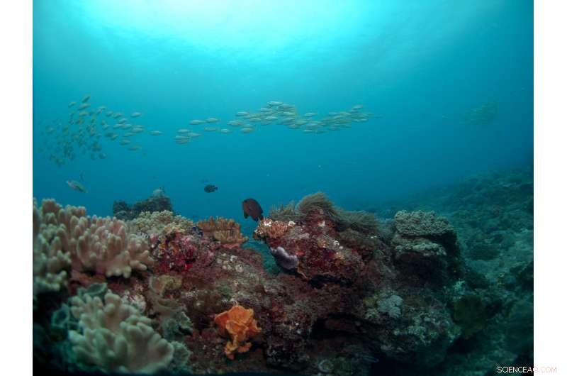Kenya Study Reveals Optimal Harvest Levels for Reef Fish Conservation