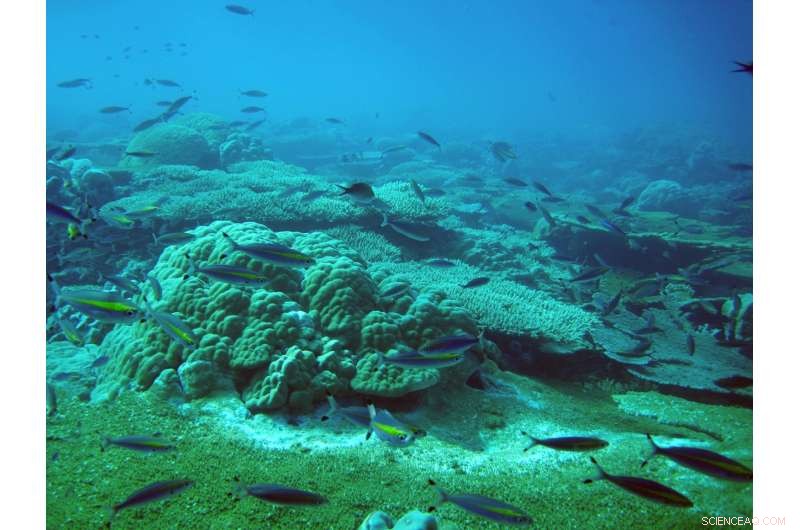 Coral Reefs Struggle to Keep Pace with Rapid Sea‑Level Rise