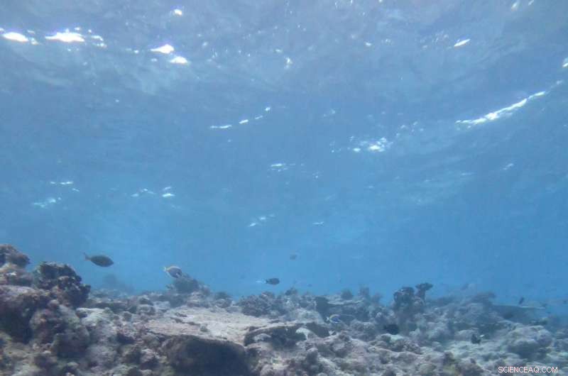 Coral Reefs Struggle to Keep Pace with Rapid Sea‑Level Rise