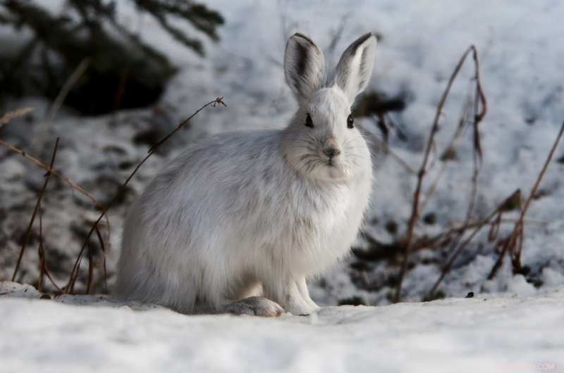 Arsenic from Historic Gold Mine Detected in Snowshoe Hares Near Yellowknife