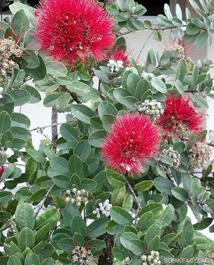 Researchers Sharpen Profile of Fungus Threatening Hawaii s  ōhi a Trees