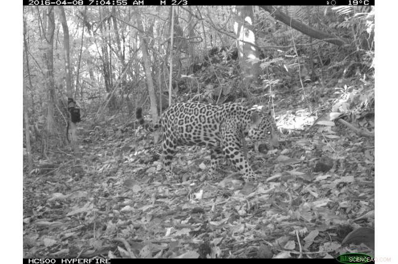 Research Uncovers Key Challenges and Opportunities to Protect Mesoamerica’s Last Intact Forest