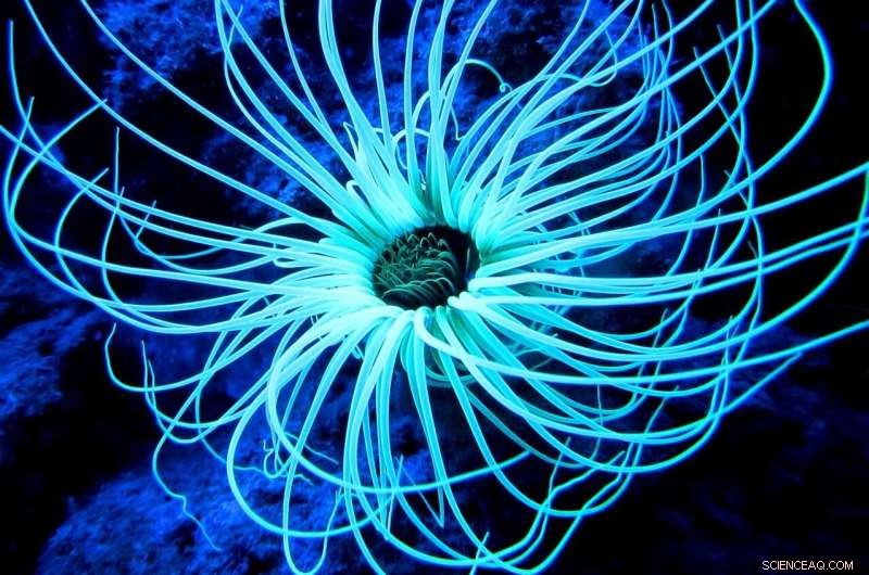 Marine Reserves: Essential Protection Under Growing Threats