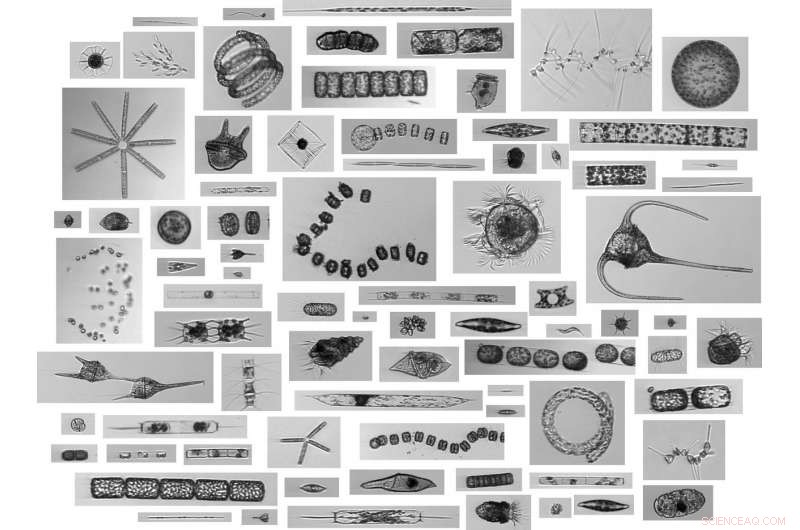 Scientists Dive into the Ocean s Twilight Zone to Uncover Carbon Flow in Marine Ecosystems