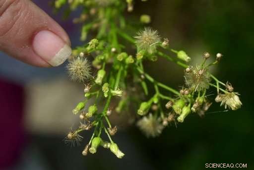 Climate Change in Action: Allergies, Glaciers, and Pikas Revealed