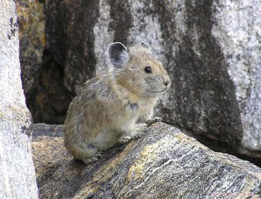 Climate Change in Action: Allergies, Glaciers, and Pikas Revealed