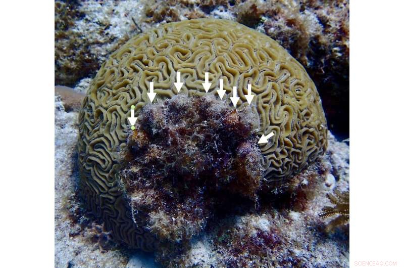 Targeted Local Measures Enhance Coral Resilience Against Climate-Induced Bleaching