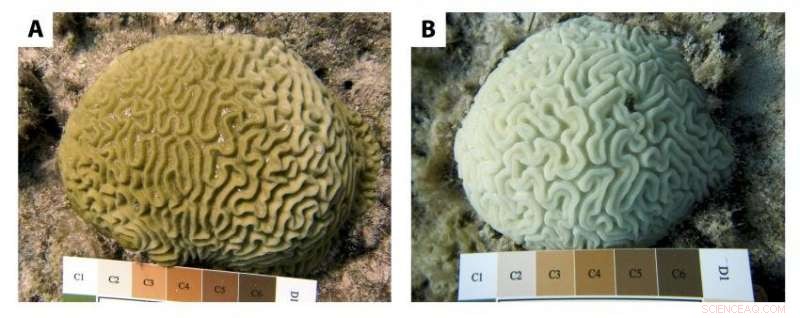 Targeted Local Measures Enhance Coral Resilience Against Climate-Induced Bleaching