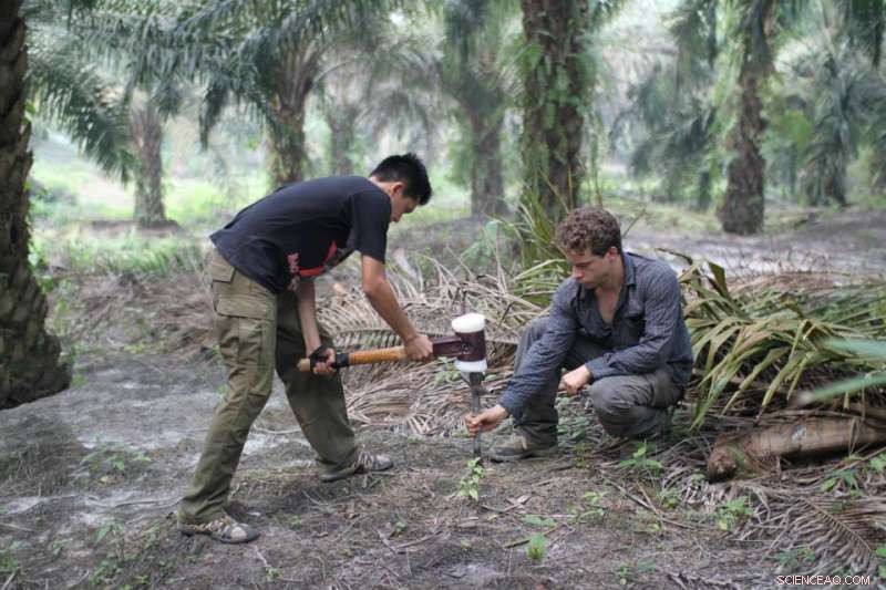 Palm Oil Production: Unveiling the Hidden Carbon Footprint of Deforestation