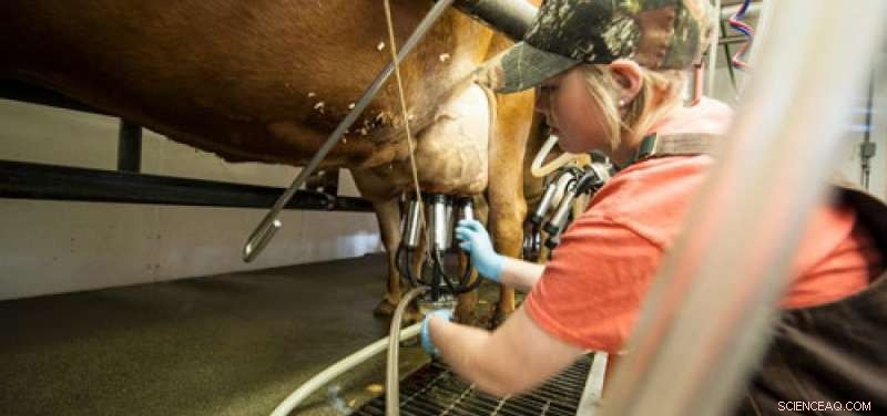 New Blood Test Pinpoints Dairy Cows at Risk for Expensive Mastitis