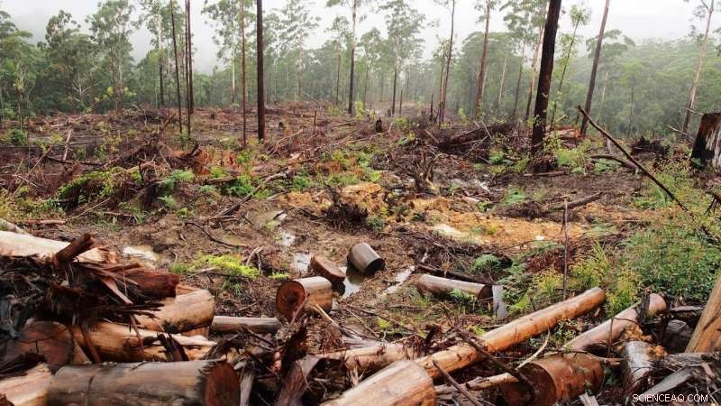 New NSW Logging Laws Prioritize Timber Harvest Over Environmental Protection