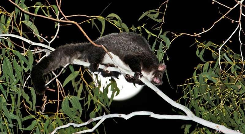 New NSW Logging Laws Prioritize Timber Harvest Over Environmental Protection