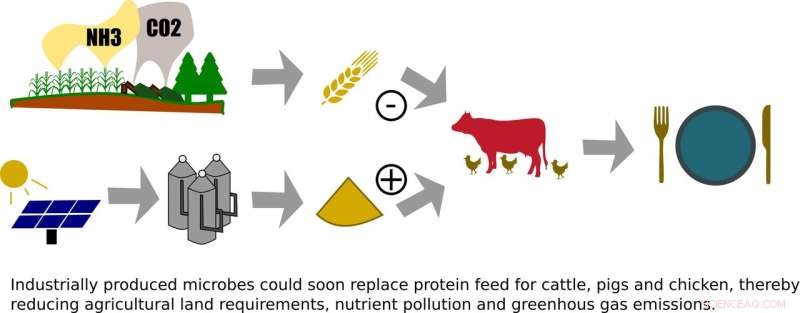 Industrial Microbes Offer Cleaner, Sustainable Protein for Livestock