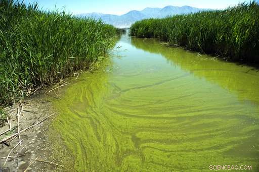Global Warming Accelerates Spread of Toxic Algae Blooms Across the U.S., Scientists Report