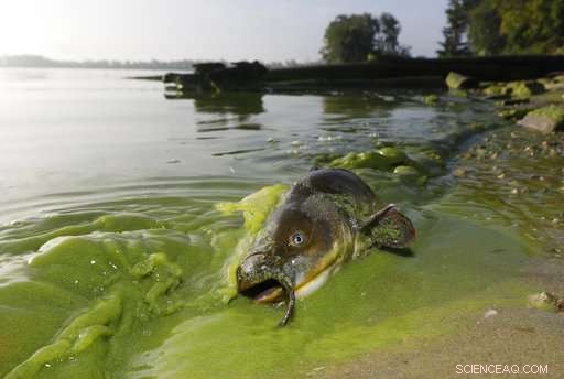 Global Warming Accelerates Spread of Toxic Algae Blooms Across the U.S., Scientists Report