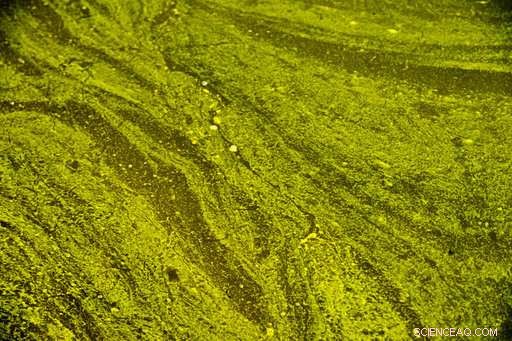 Global Warming Accelerates Spread of Toxic Algae Blooms Across the U.S., Scientists Report