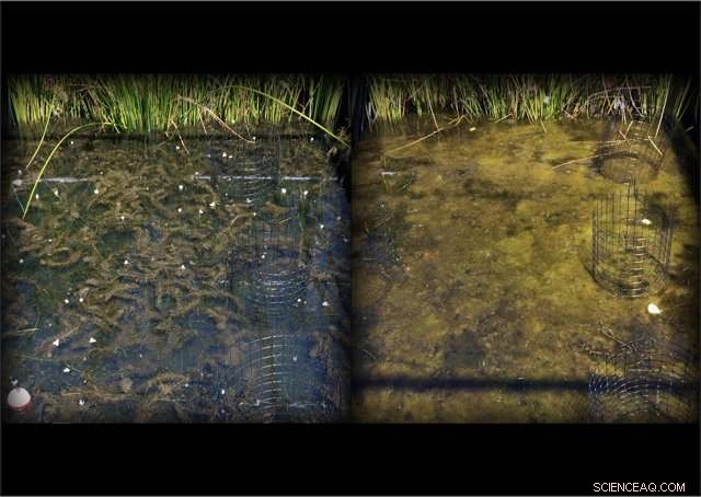 Nanomaterials May Trigger Algae Blooms in Wetlands and Waterways