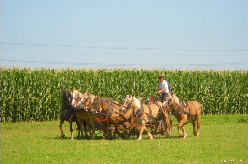 Climate Change Forecasts Threaten Lancaster County Corn Yields by 2050