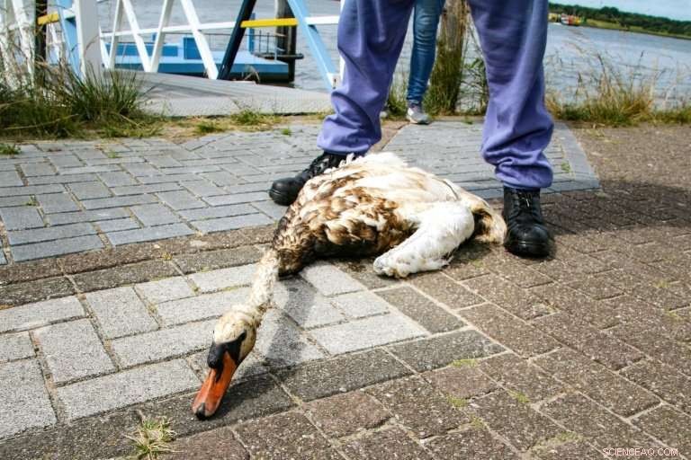 Hundreds of Birds Affected by Rotterdam Oil Spill