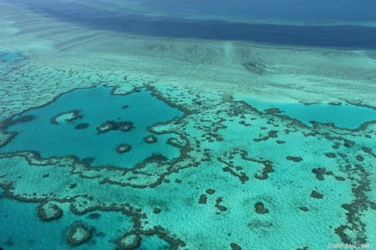 Activists Condemn Australia s Failure to Safeguard the Great Barrier Reef