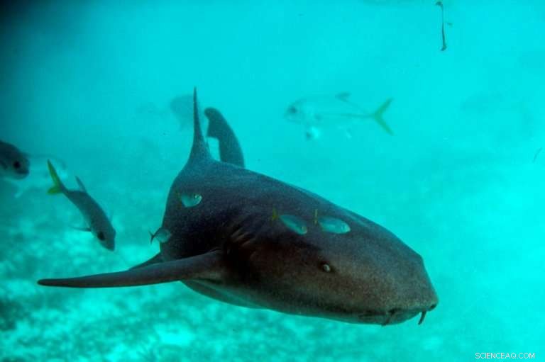 Protecting Belize s Coral Reef: A Call to Preserve its Vibrant Underwater World