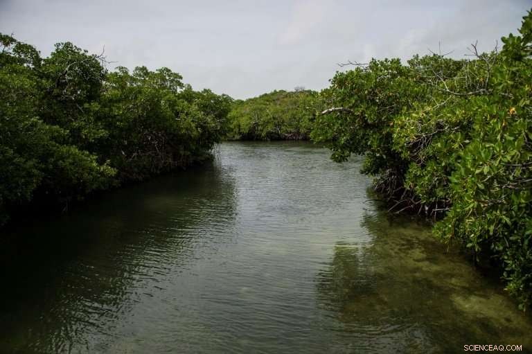 Protecting Belize s Coral Reef: A Call to Preserve its Vibrant Underwater World