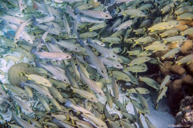 Belize s Tropical Fish Haven Rebounds Amid Threats – Updated Report