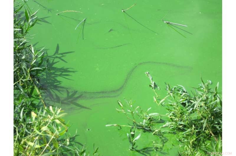 Veterinary Toxicologist Highlights Risks of Blue‑Green Algae for Livestock and Pets
