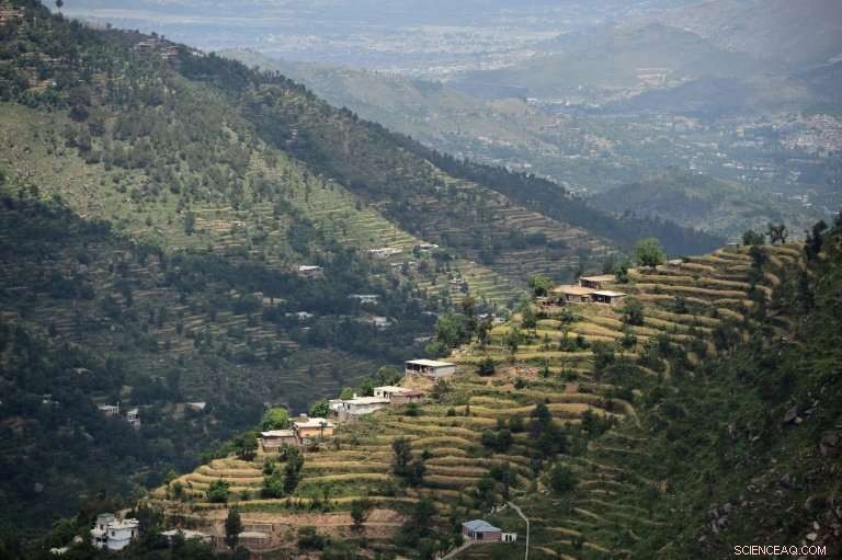 Pakistan s Massive Tree‑Planting Drive: Hundreds of Millions of Trees Embrace the Green Future