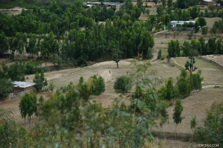 Pakistan s Massive Tree‑Planting Drive: Hundreds of Millions of Trees Embrace the Green Future