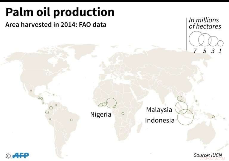 Palm Oil Threatens Wildlife: Report Urges Urgent Action for Sustainability