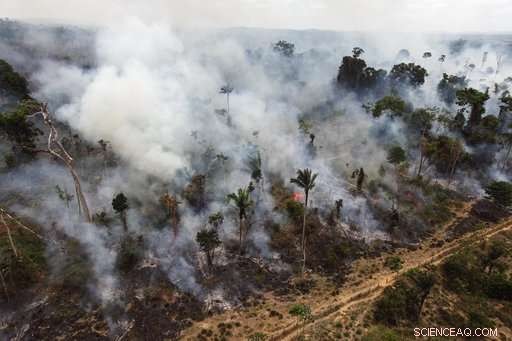 Tropical Forests Undergo Record Tree Cover Loss for Second Consecutive Year