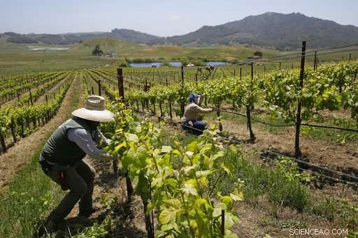 How the Global Wine Industry Is Adapting to Climate Change