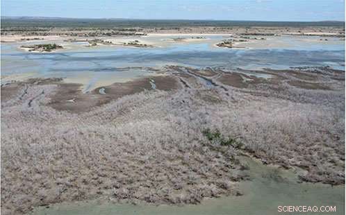 Unraveling the Causes of Tree Death in Droughts and Heatwaves