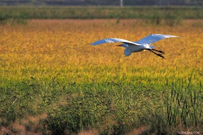 Crop Insurance: A Double-Edged Sword for Farmers and the Environment