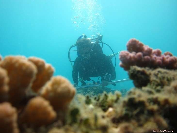 Varadero Reef Discovery Reveals Key Resilience Strategies