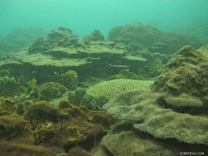 Varadero Reef Discovery Reveals Key Resilience Strategies
