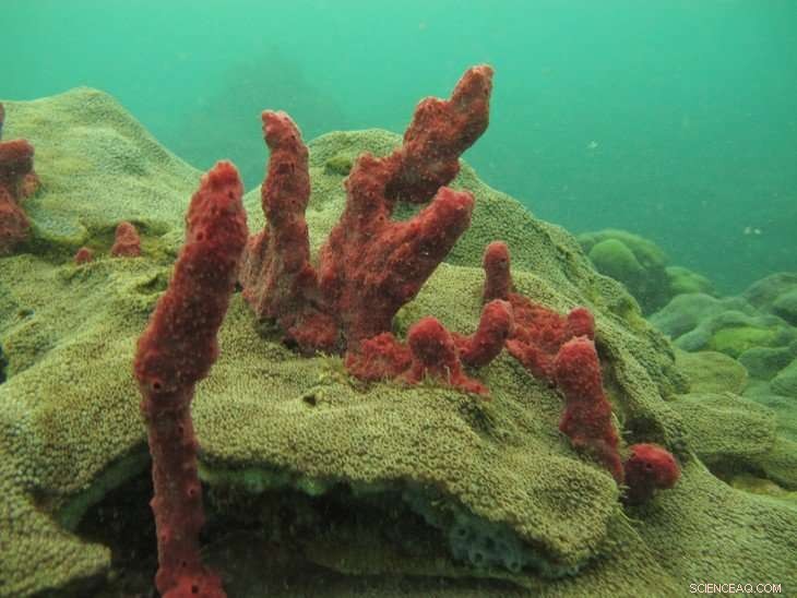 Varadero Reef Discovery Reveals Key Resilience Strategies