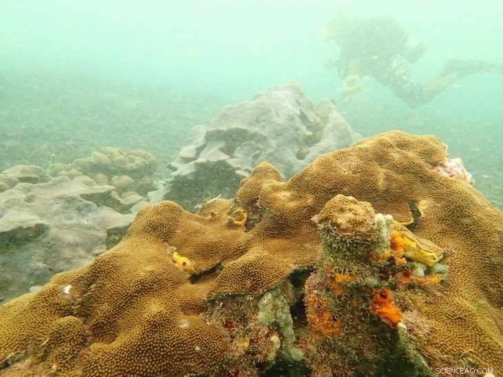 Varadero Reef Discovery Reveals Key Resilience Strategies