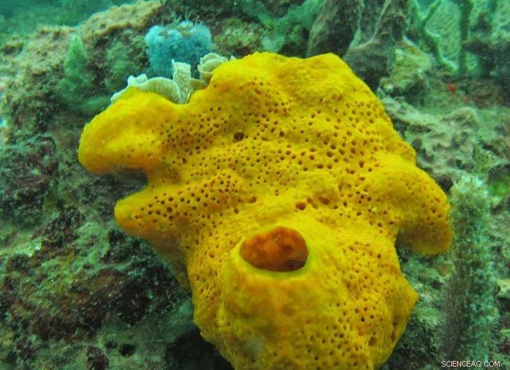 Varadero Reef Discovery Reveals Key Resilience Strategies