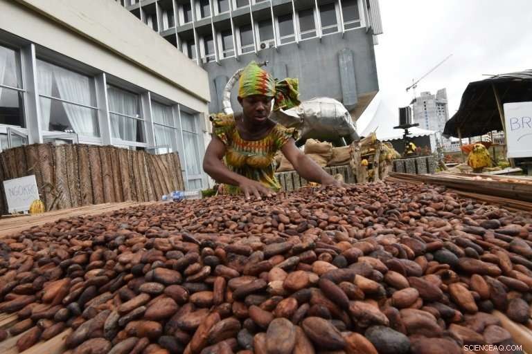 Ivory Coast to Invest €1 Billion Over 10 Years to Restore Forests Damaged by Cocoa Farming