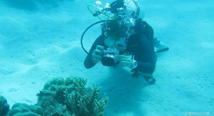 How Symbiotic Relationships Help Anemones Survive Heat Stress