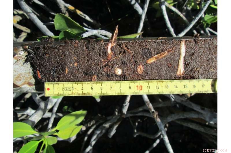 Mangroves: Nature’s Climate Guardians That Keep the Planet Cool