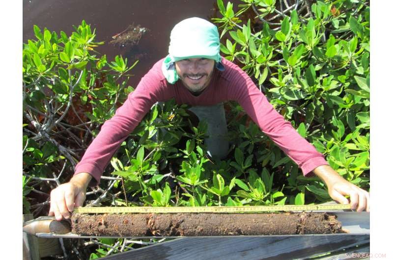 Mangroves: Nature’s Climate Guardians That Keep the Planet Cool