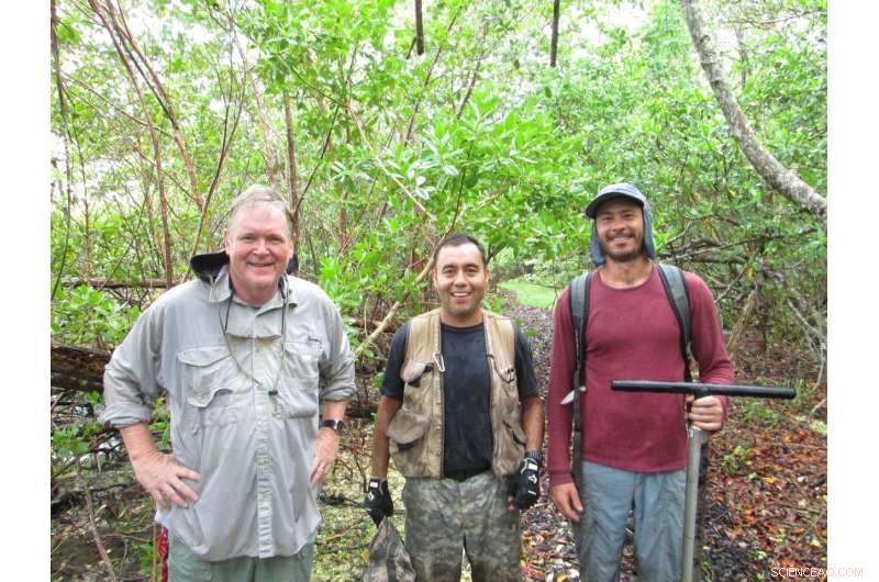 Mangroves: Nature’s Climate Guardians That Keep the Planet Cool