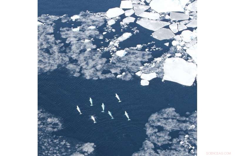 New Study Pinpoints Marine Mammals Most Vulnerable to Rising Arctic Shipping Traffic