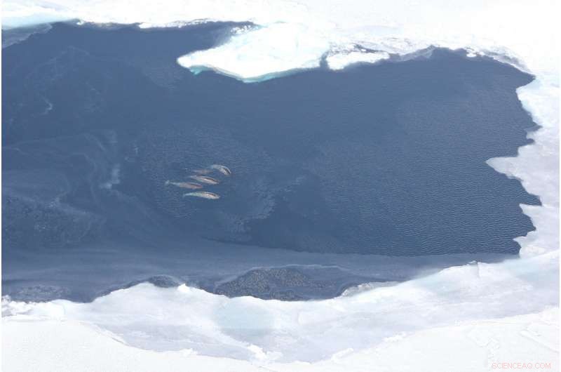 New Study Pinpoints Marine Mammals Most Vulnerable to Rising Arctic Shipping Traffic